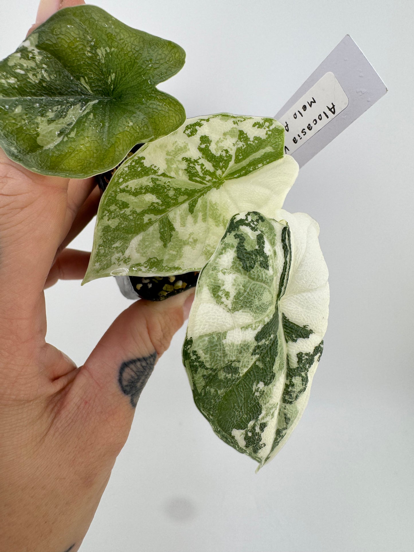 Alocasia Melo Variegated ‘Albo’ #B