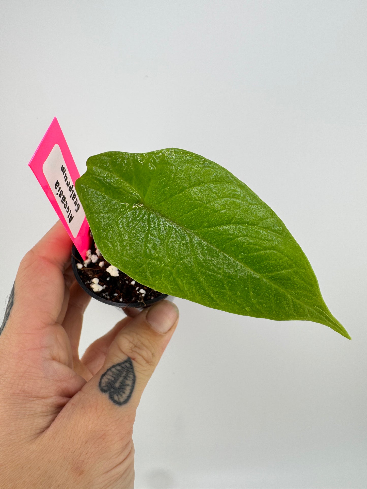 Alocasia Scalprum