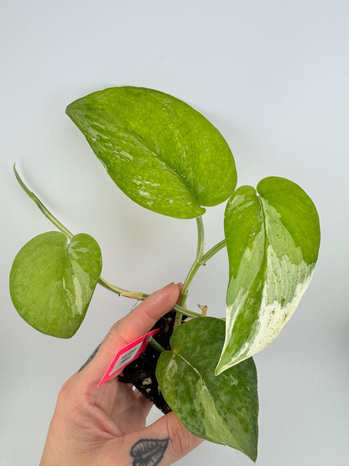 Scindapsus Dark Pictus Variegated