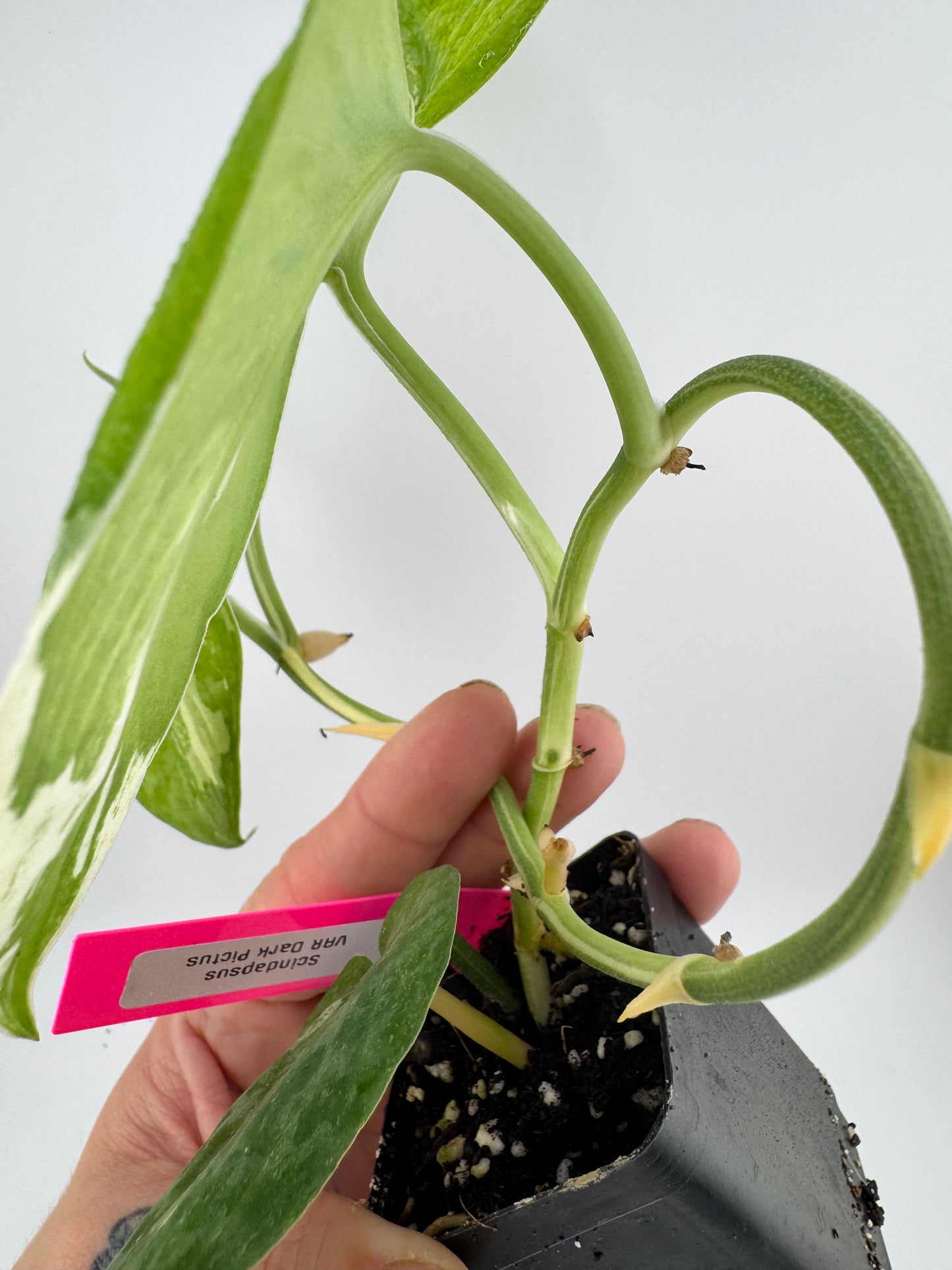 Scindapsus Dark Pictus Variegated