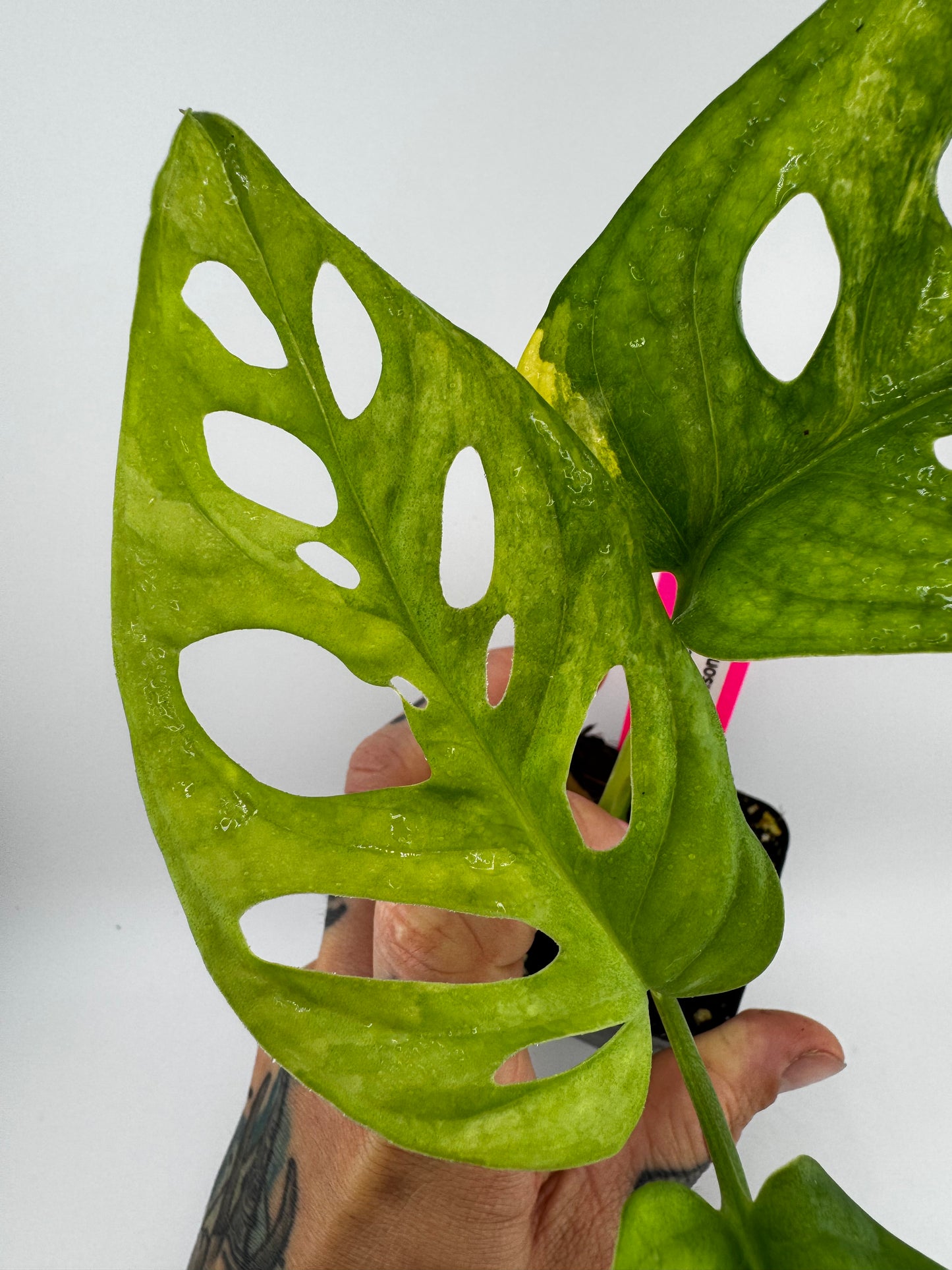 Monstera Adansonii Aurea Variegated