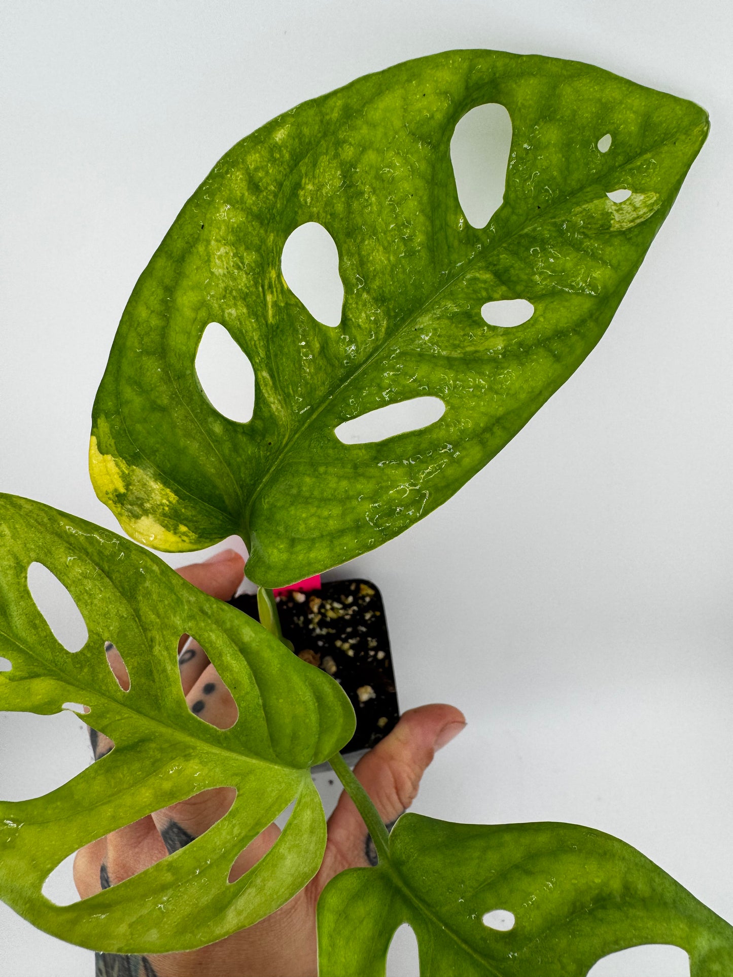 Monstera Adansonii Aurea Variegated