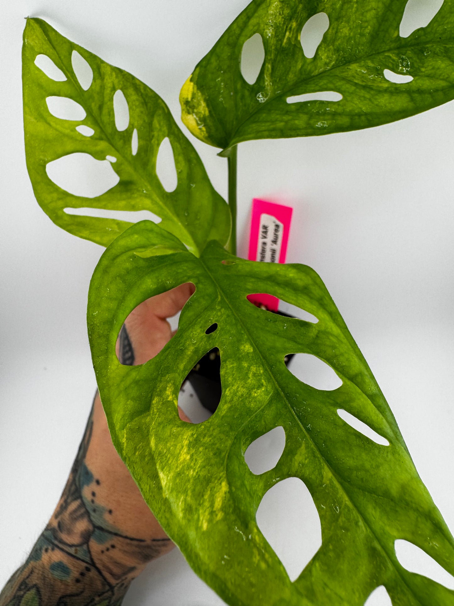 Monstera Adansonii Aurea Variegated