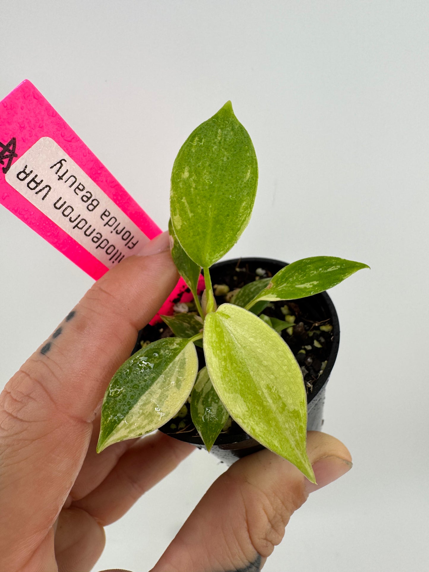 Philodendron Florida Beauty Variegated