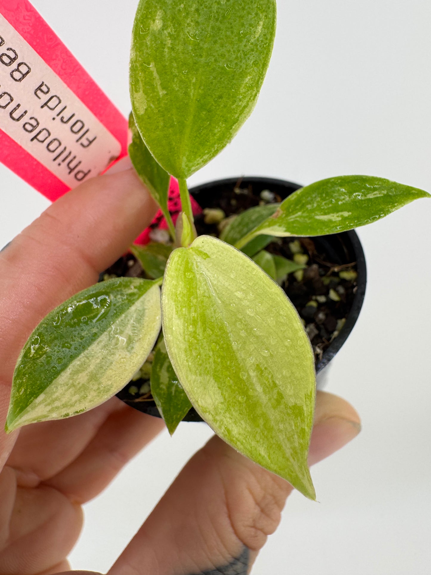 Philodendron Florida Beauty Variegated