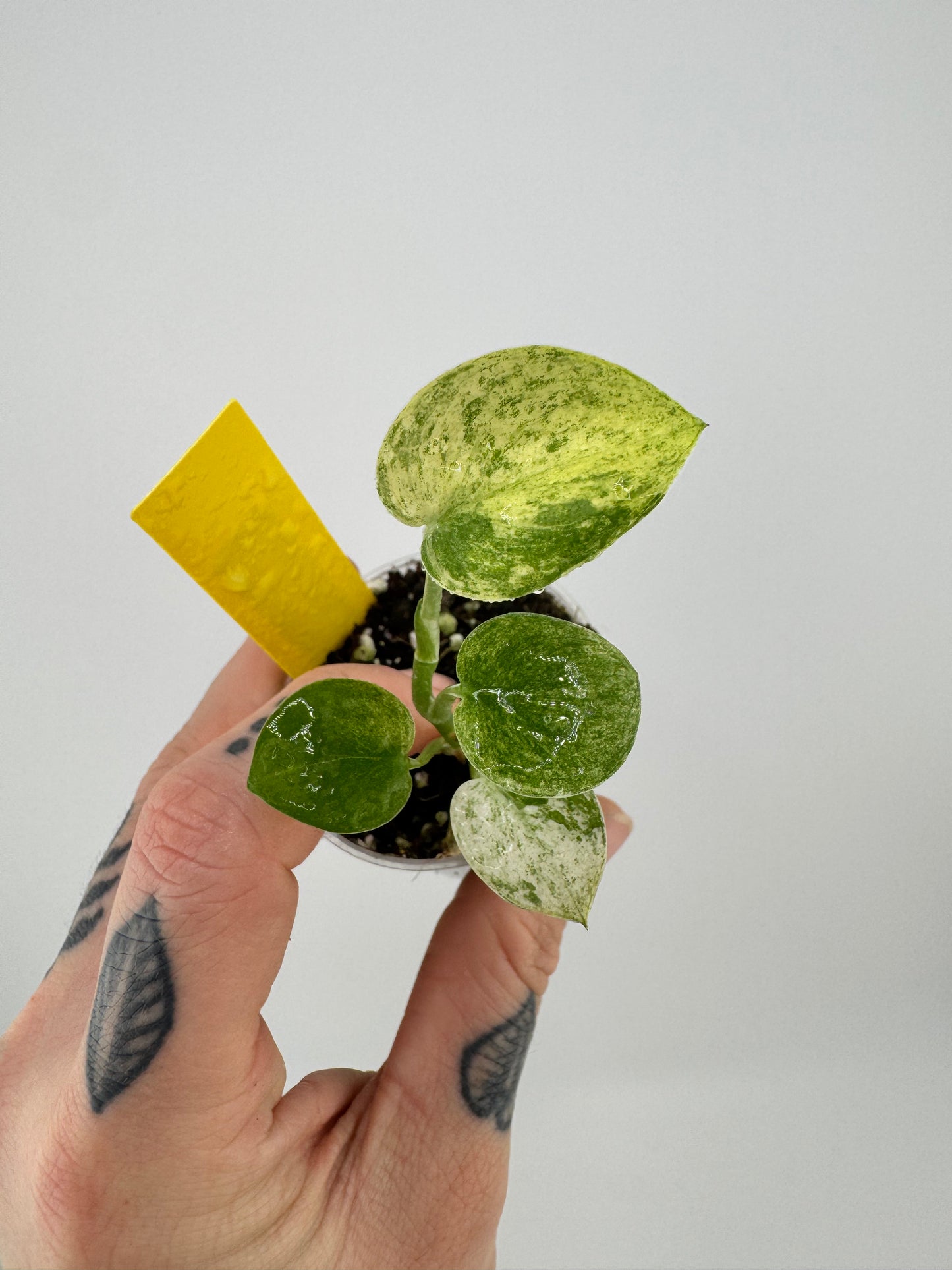 Scindapsus Variegated Mangurai