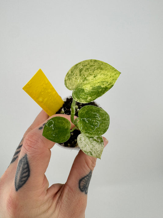 Scindapsus Variegated Mangurai