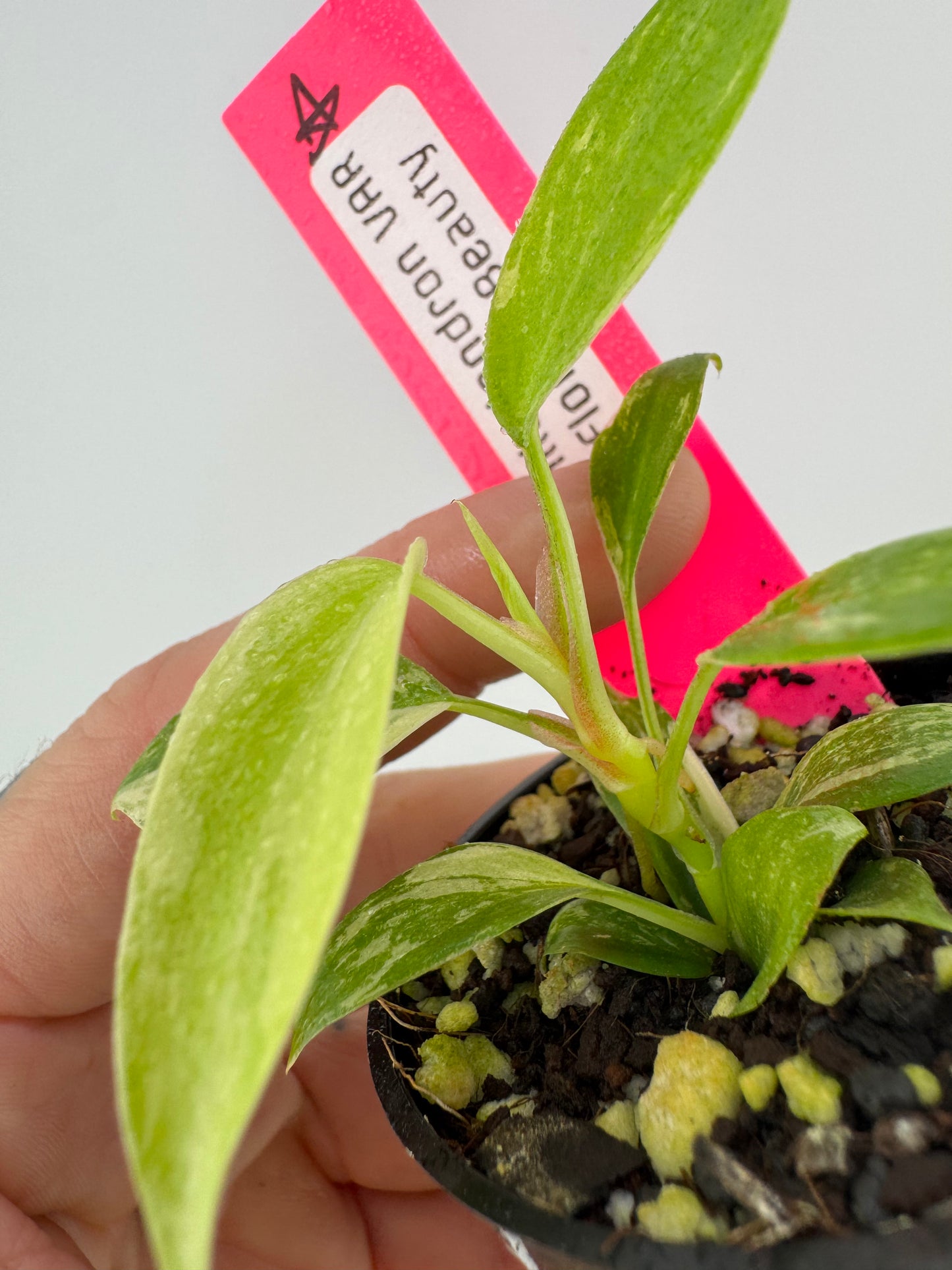 Philodendron Florida Beauty Variegated
