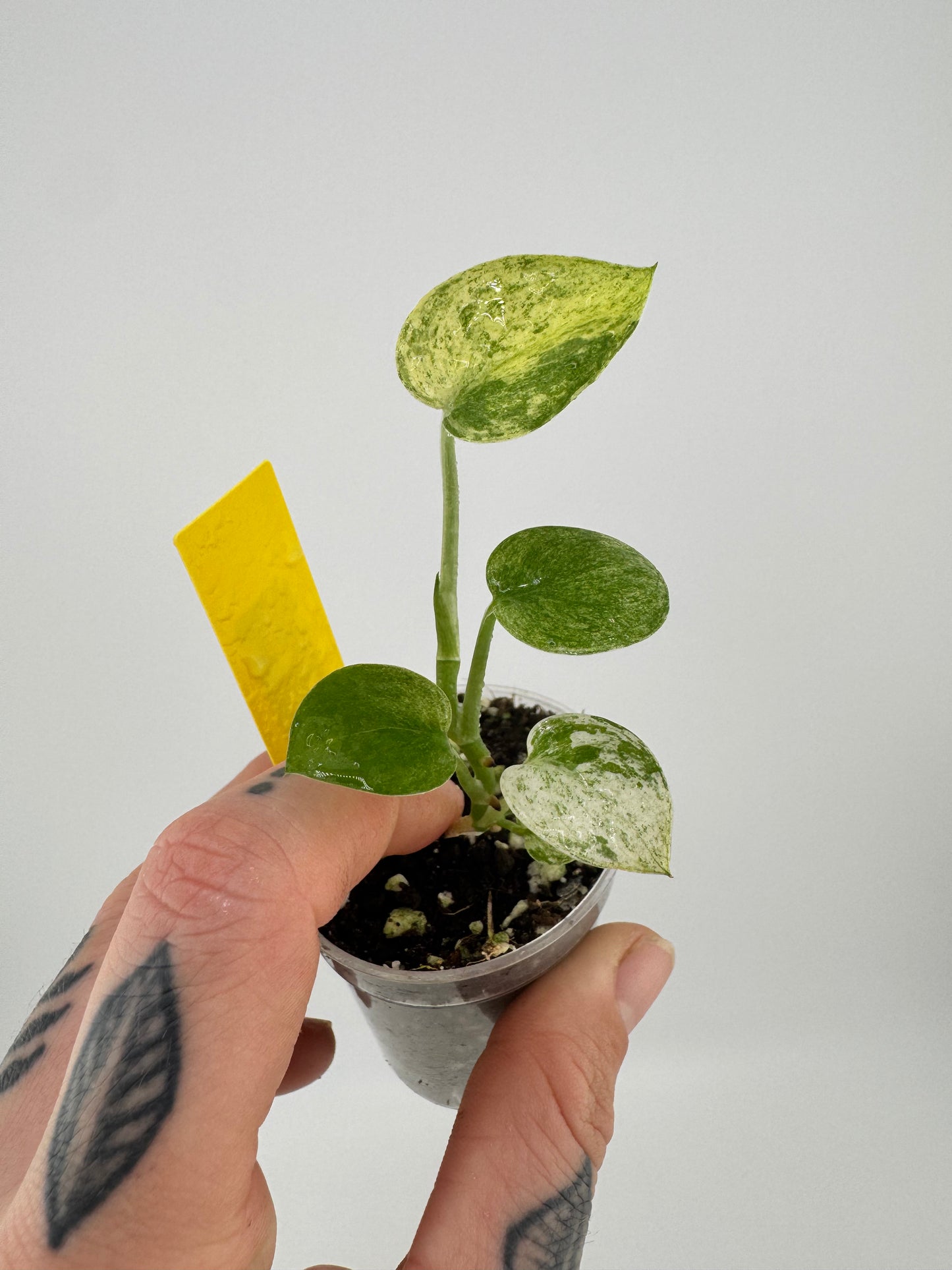 Scindapsus Variegated Mangurai