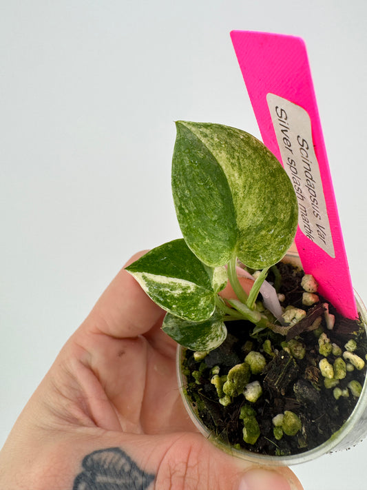 Scindapsus variegated Silver Splash