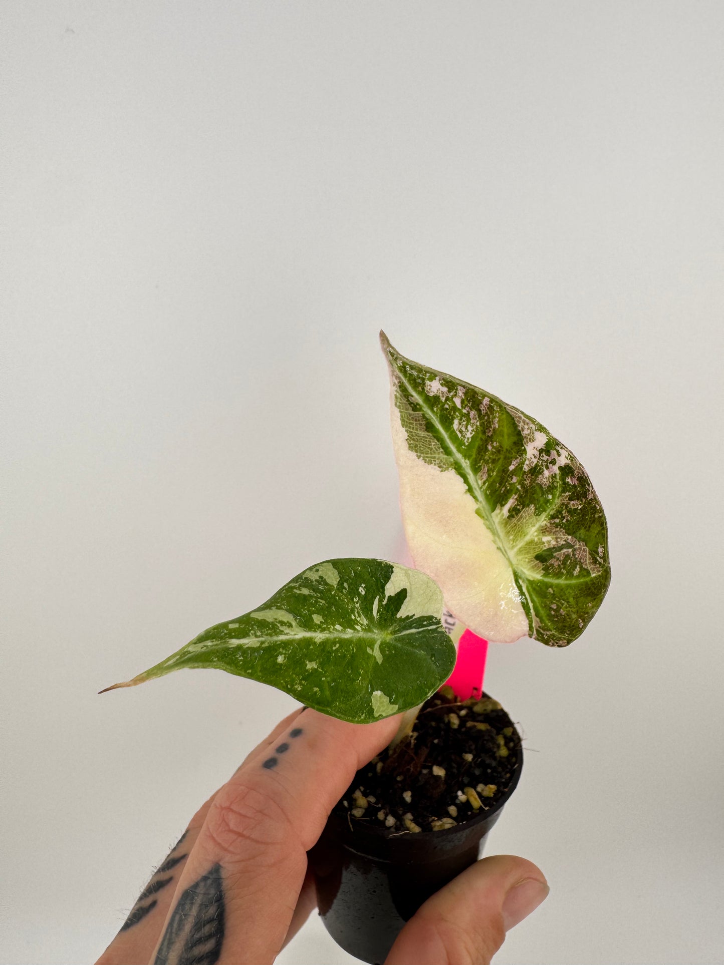 Alocasia Black Velvet Pink/Albo Variegated #A1