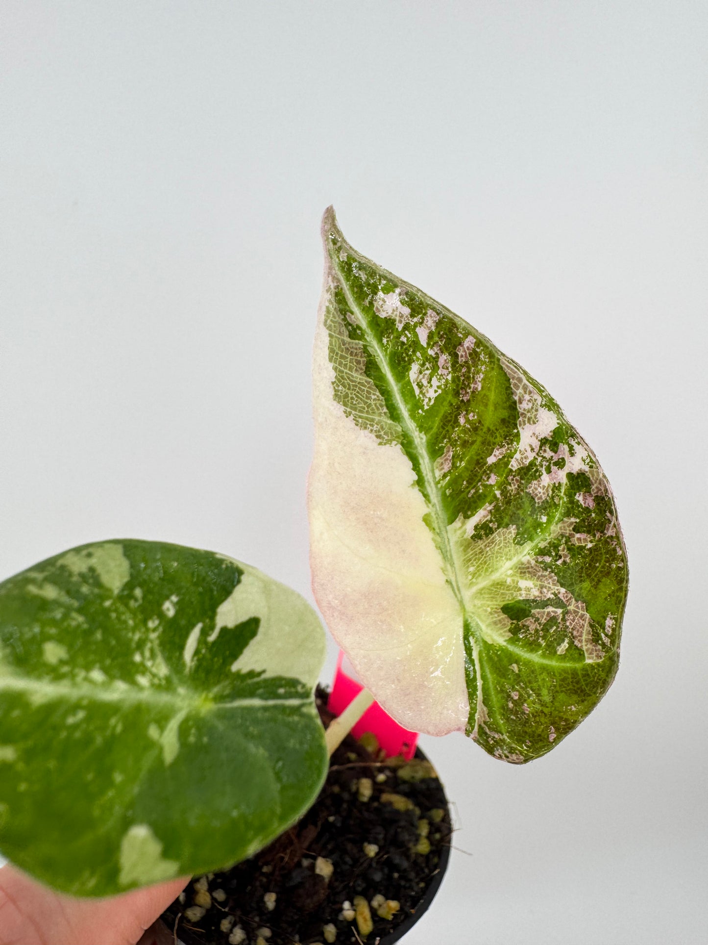 Alocasia Black Velvet Pink/Albo Variegated #A1