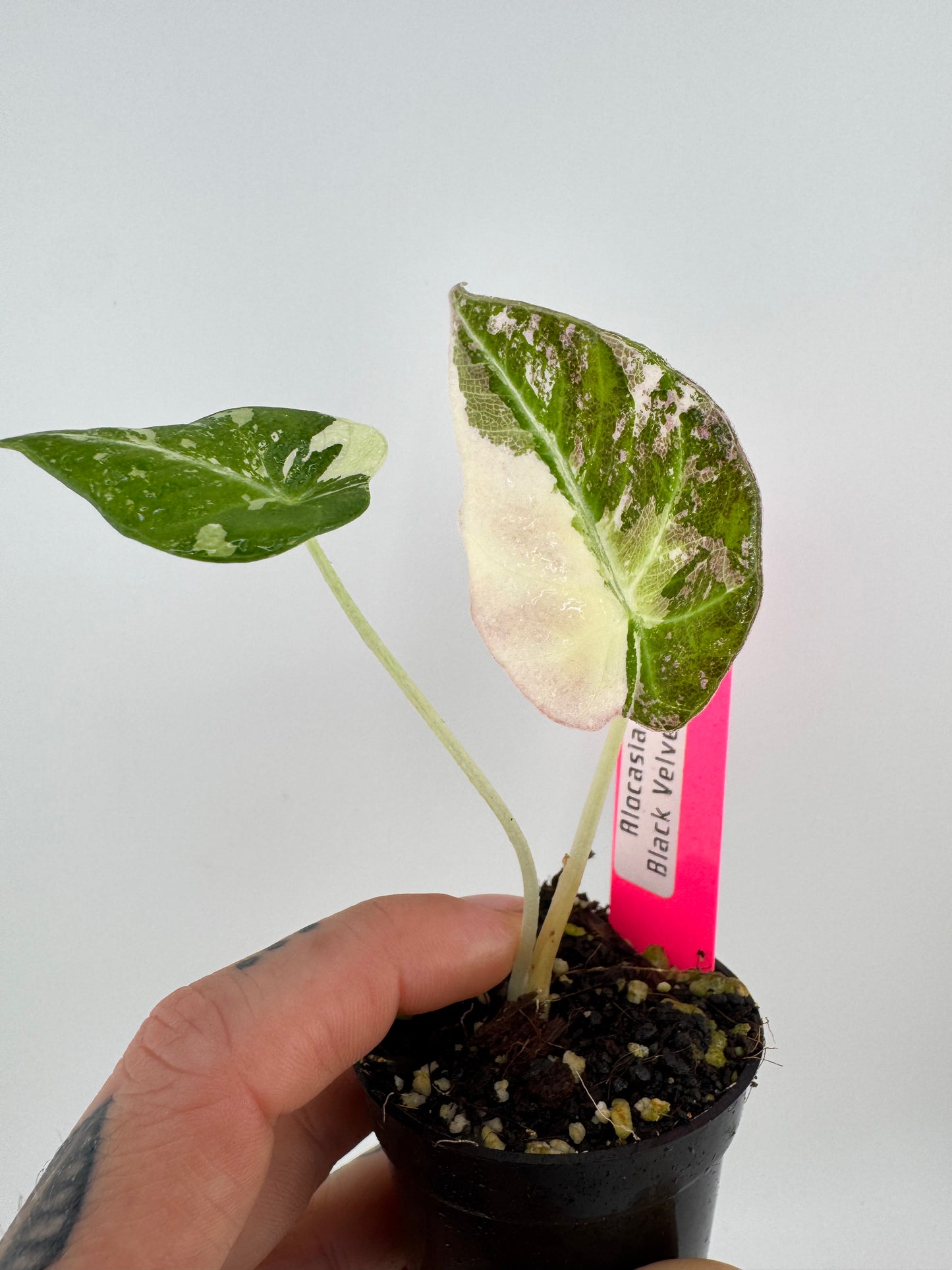 Alocasia Black Velvet Pink/Albo Variegated #A1