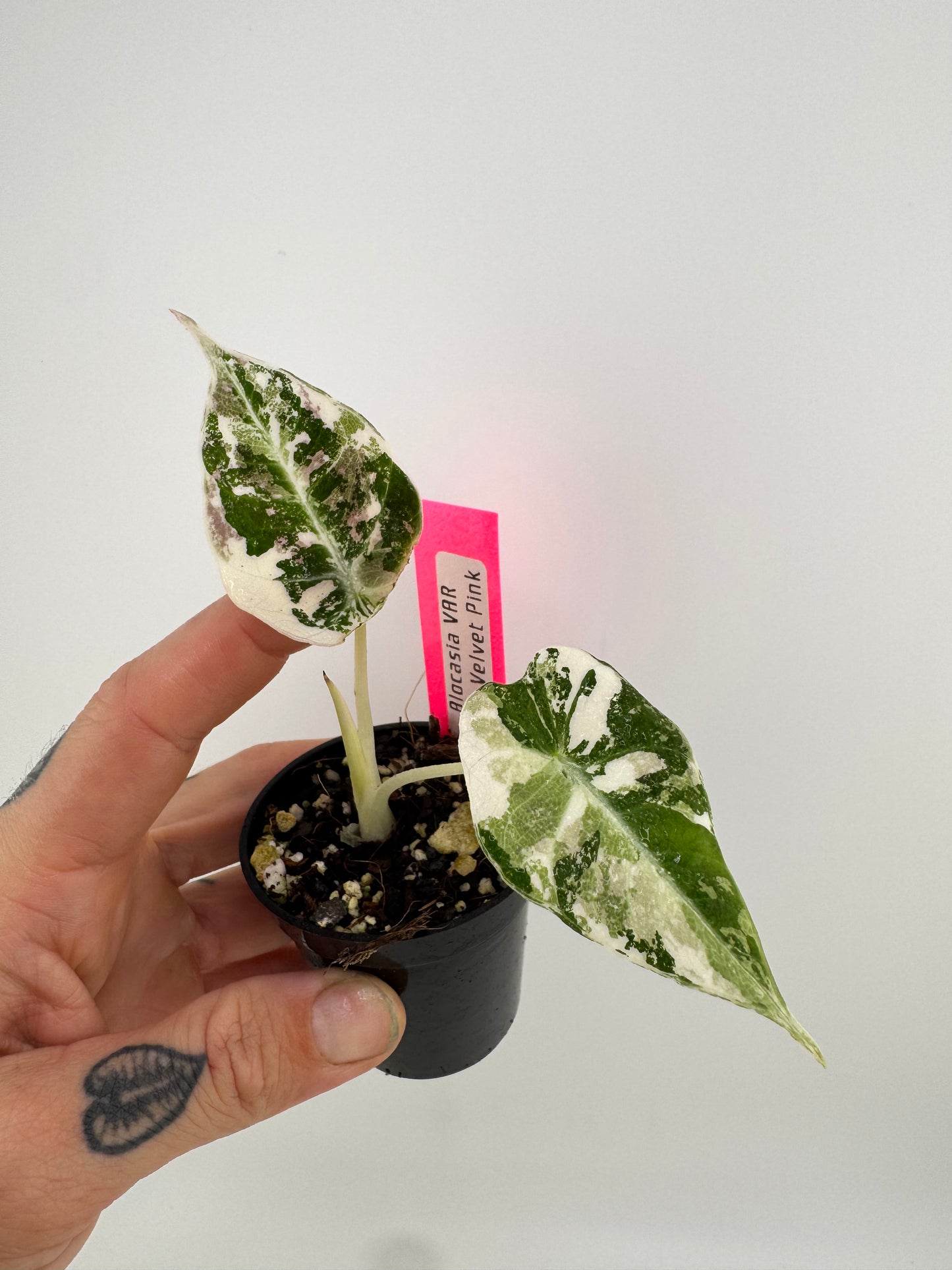 Alocasia Black Velvet Pink/Albo Variegated #A2