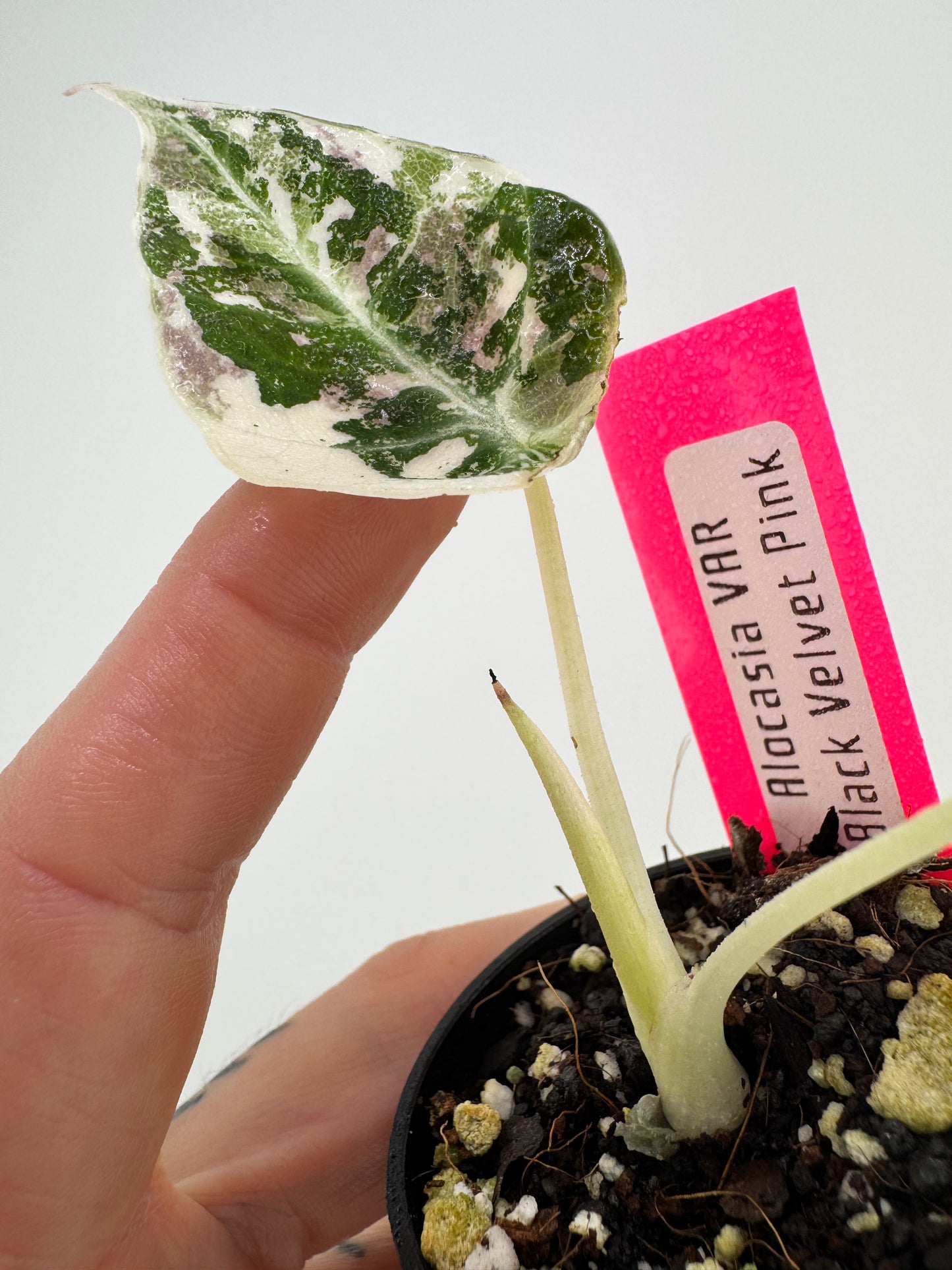 Alocasia Black Velvet Pink/Albo Variegated #A2