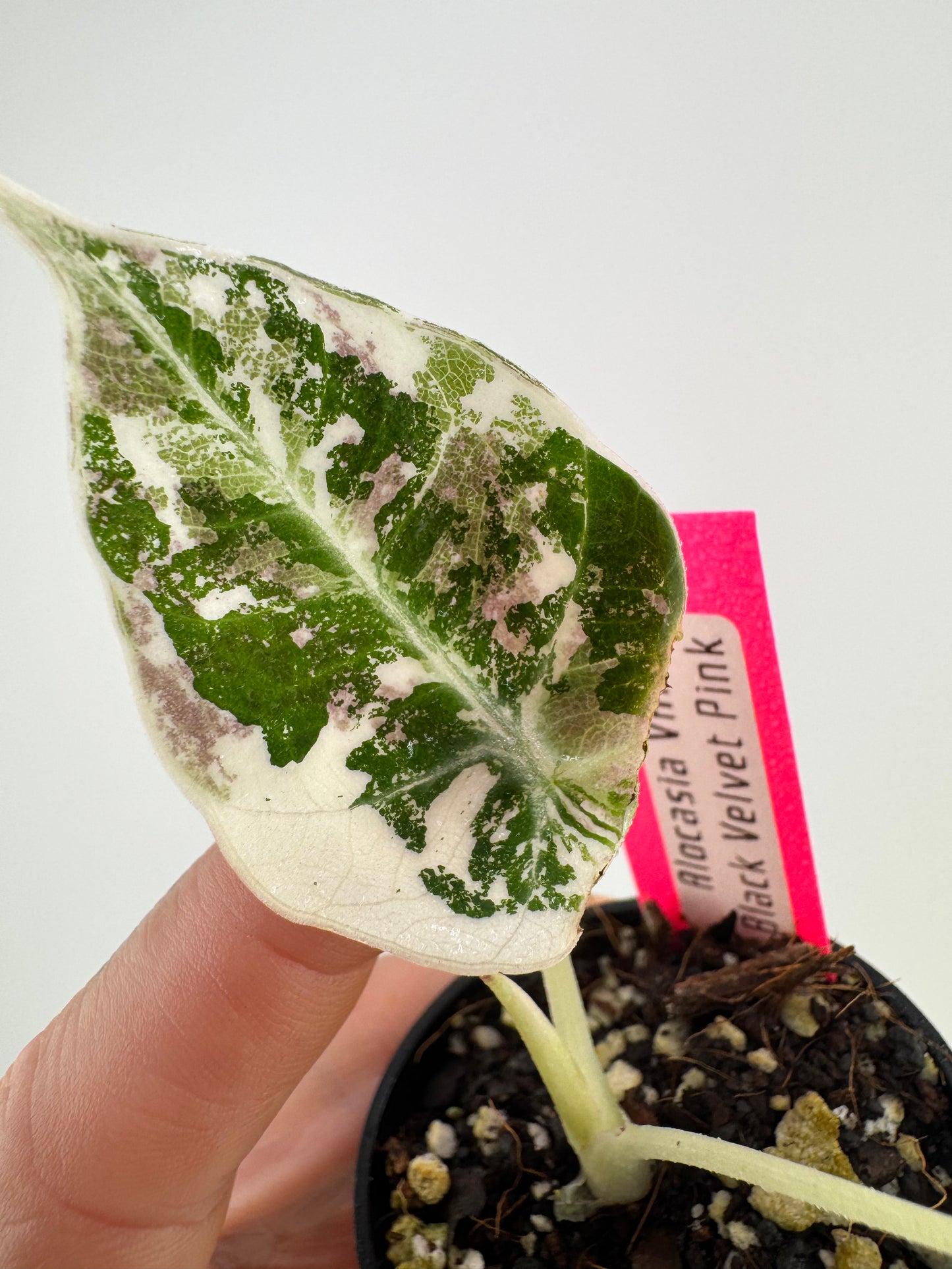 Alocasia Black Velvet Pink/Albo Variegated #A2