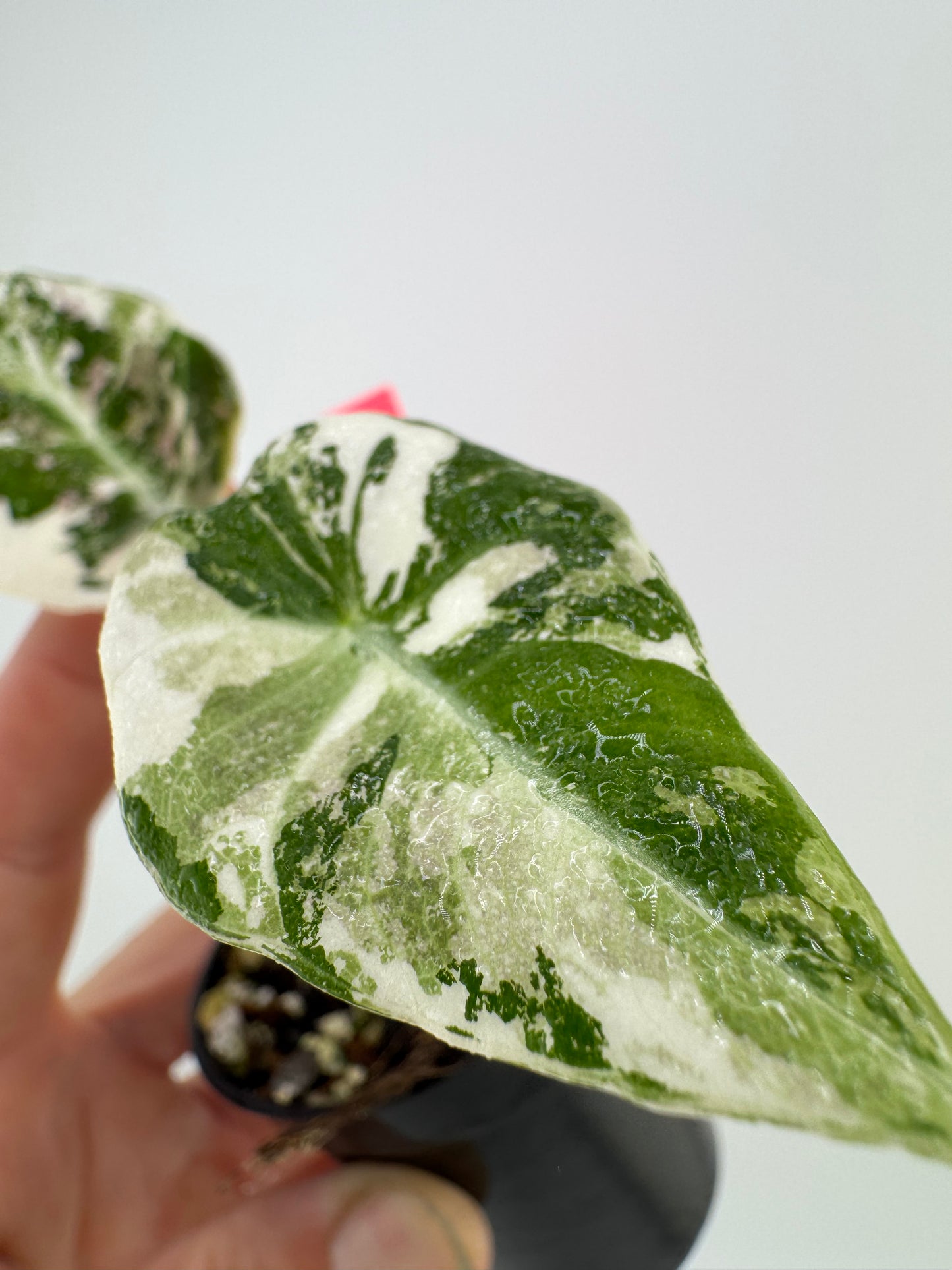Alocasia Black Velvet Pink/Albo Variegated #A2