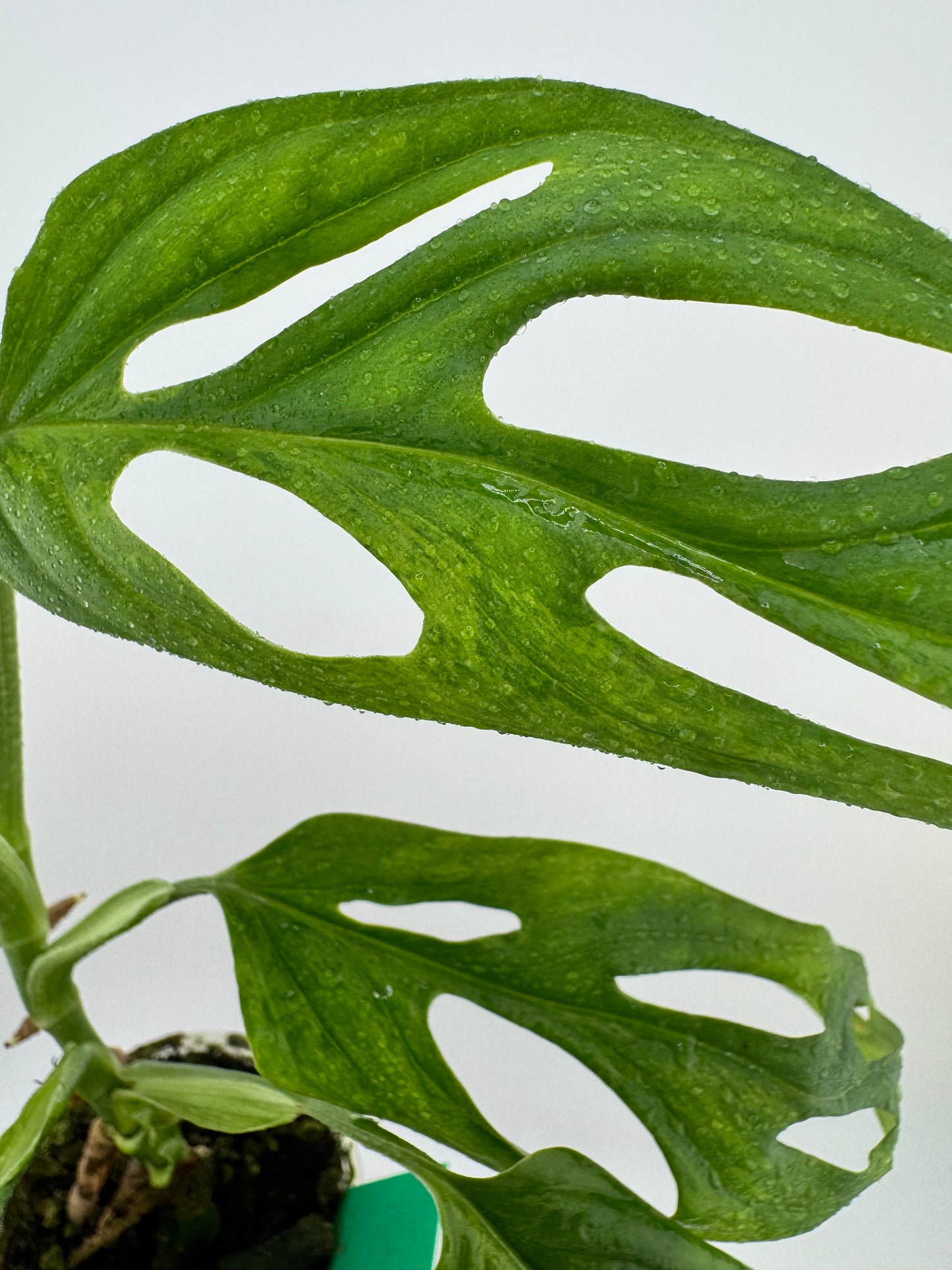 Monstera Adansonii Variegated Indonesian Mint