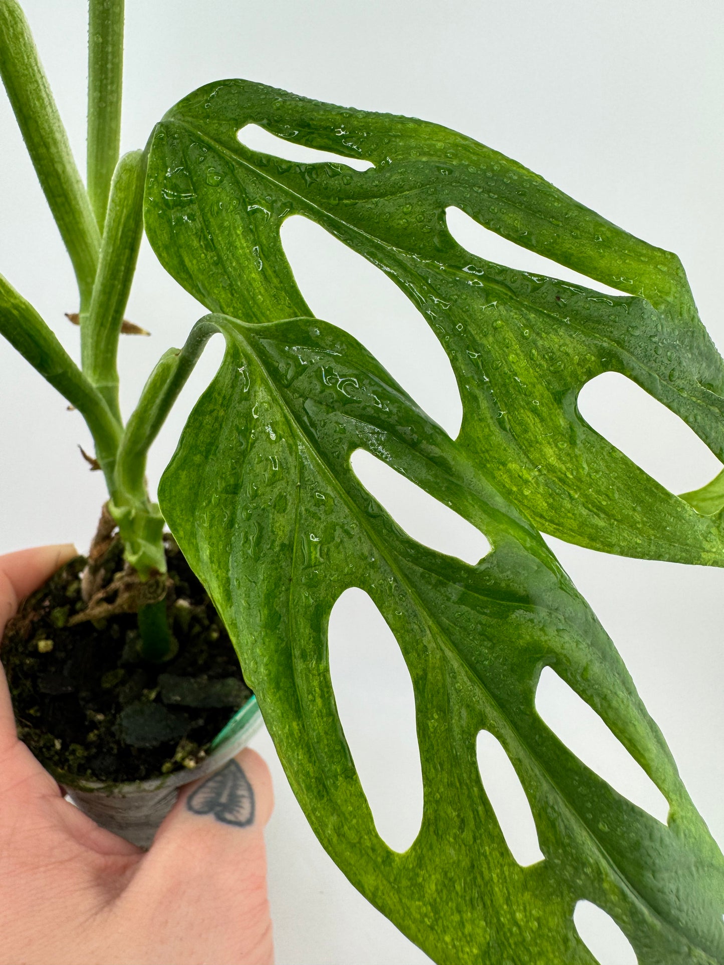 Monstera Adansonii Variegated Indonesian Mint