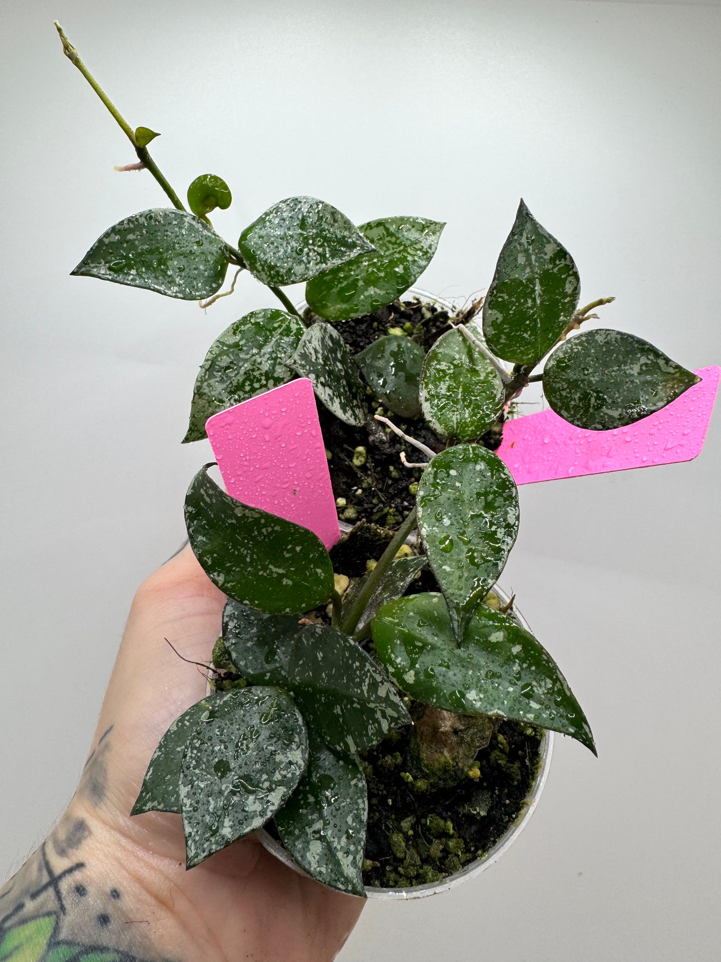 Hoya Krohniana splash