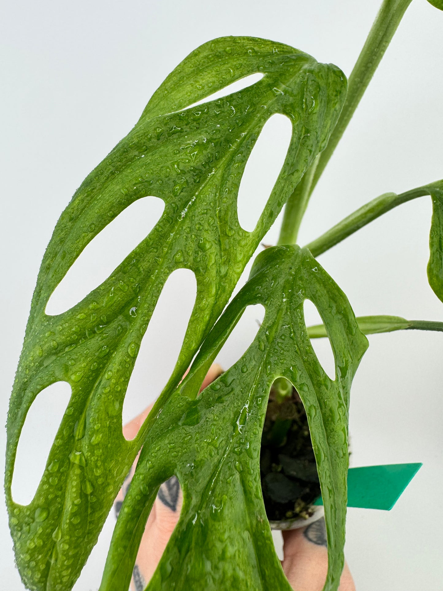 Monstera Adansonii Variegated Indonesian Mint