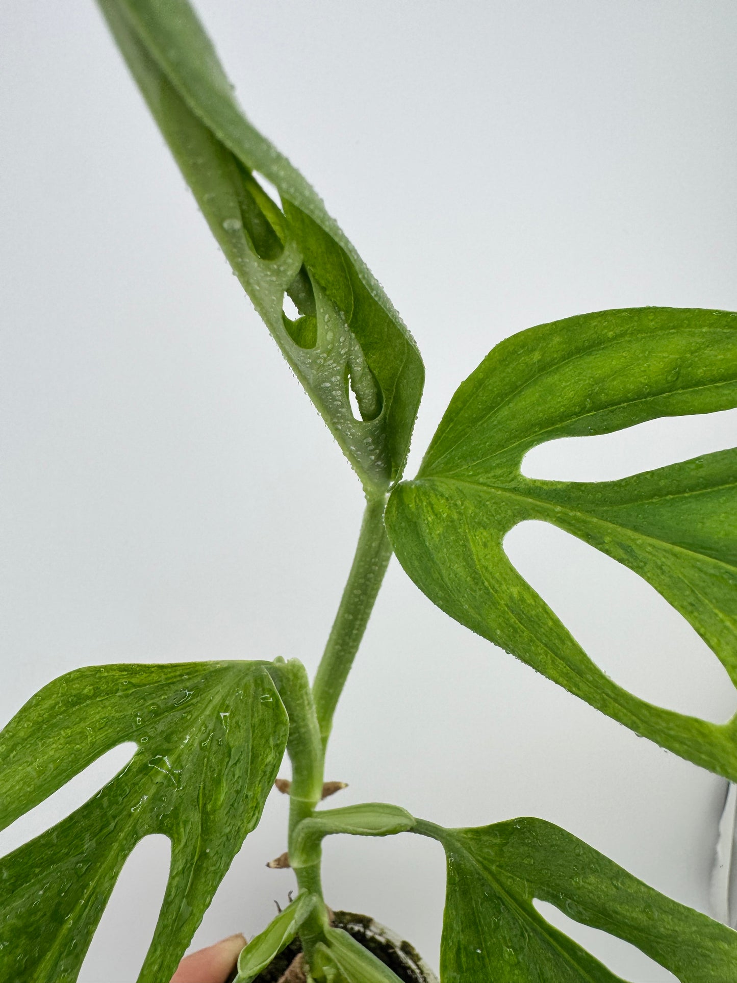 Monstera Adansonii Variegated Indonesian Mint