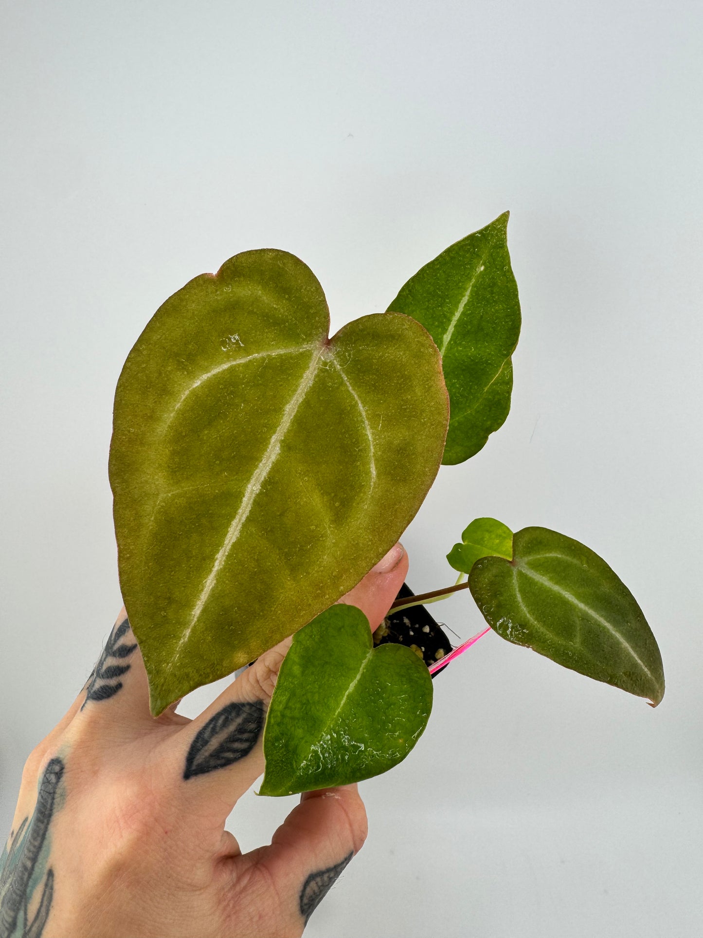 Anthurium Forgetti