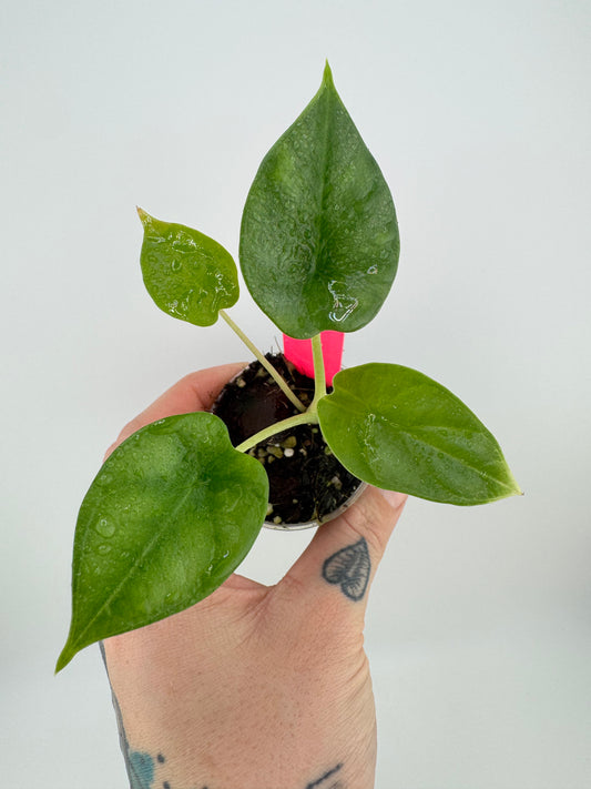 Alocasia Dragon Scale