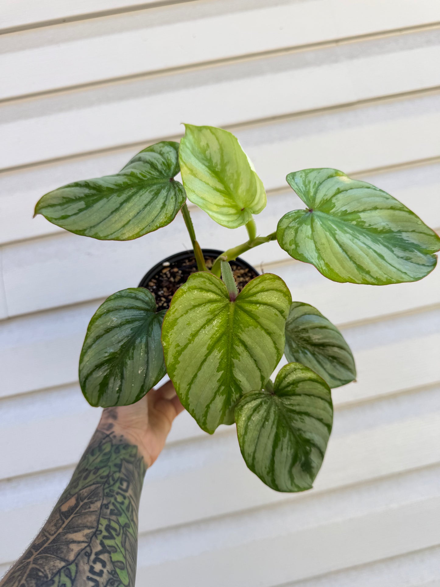 Philodendron Mamei Silver Cloud
