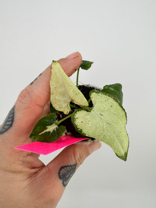 Syngonium Pink Salmon