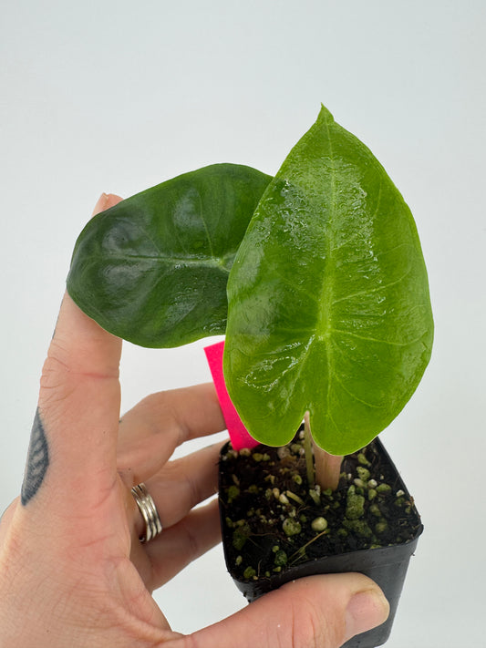 Alocasia Pink Dragon