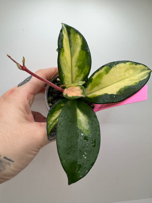 Hoya carnosa exotica tricolor