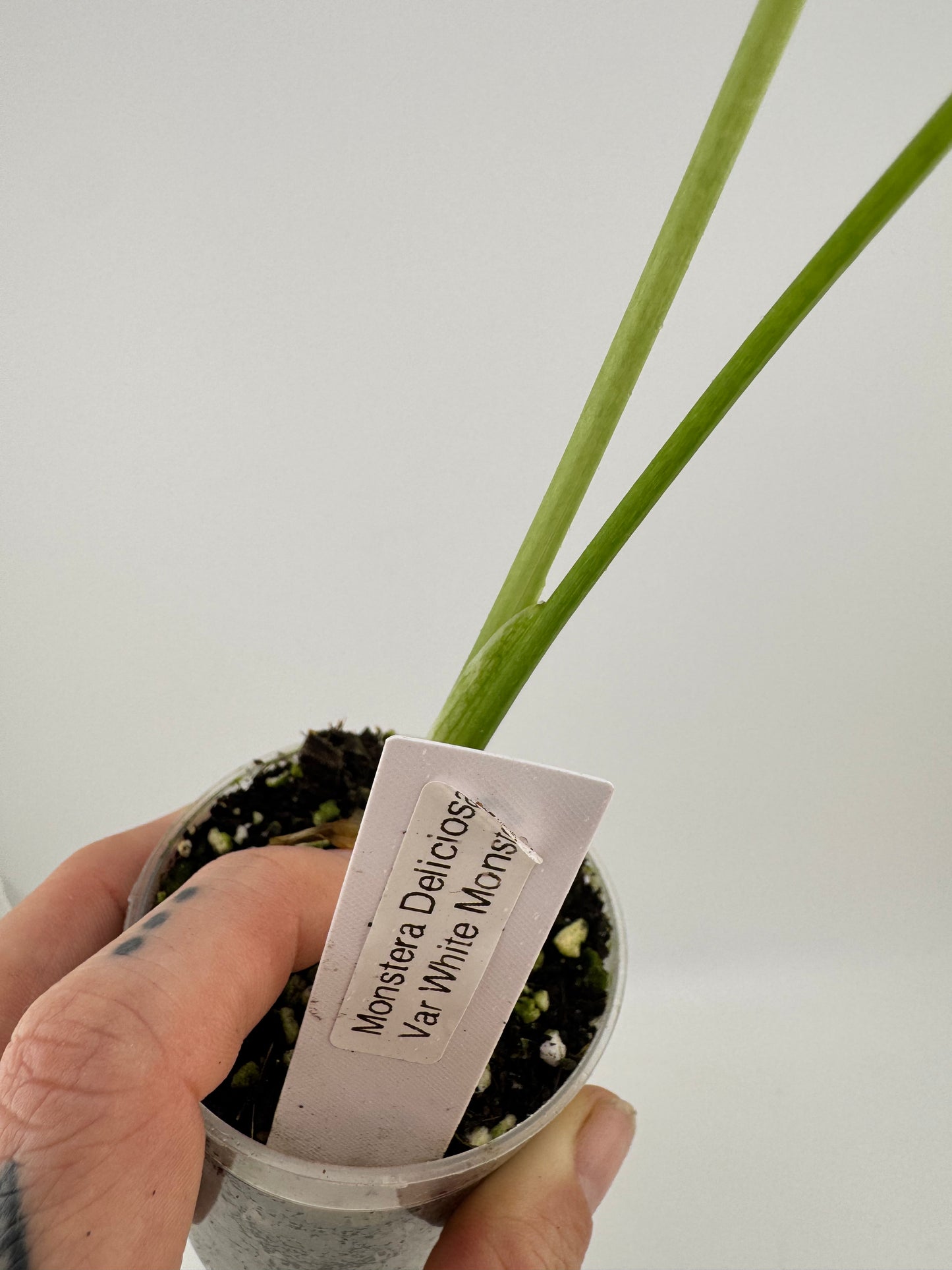 Monstera Deliciosa Mint ‘white monster’ Variegated #2