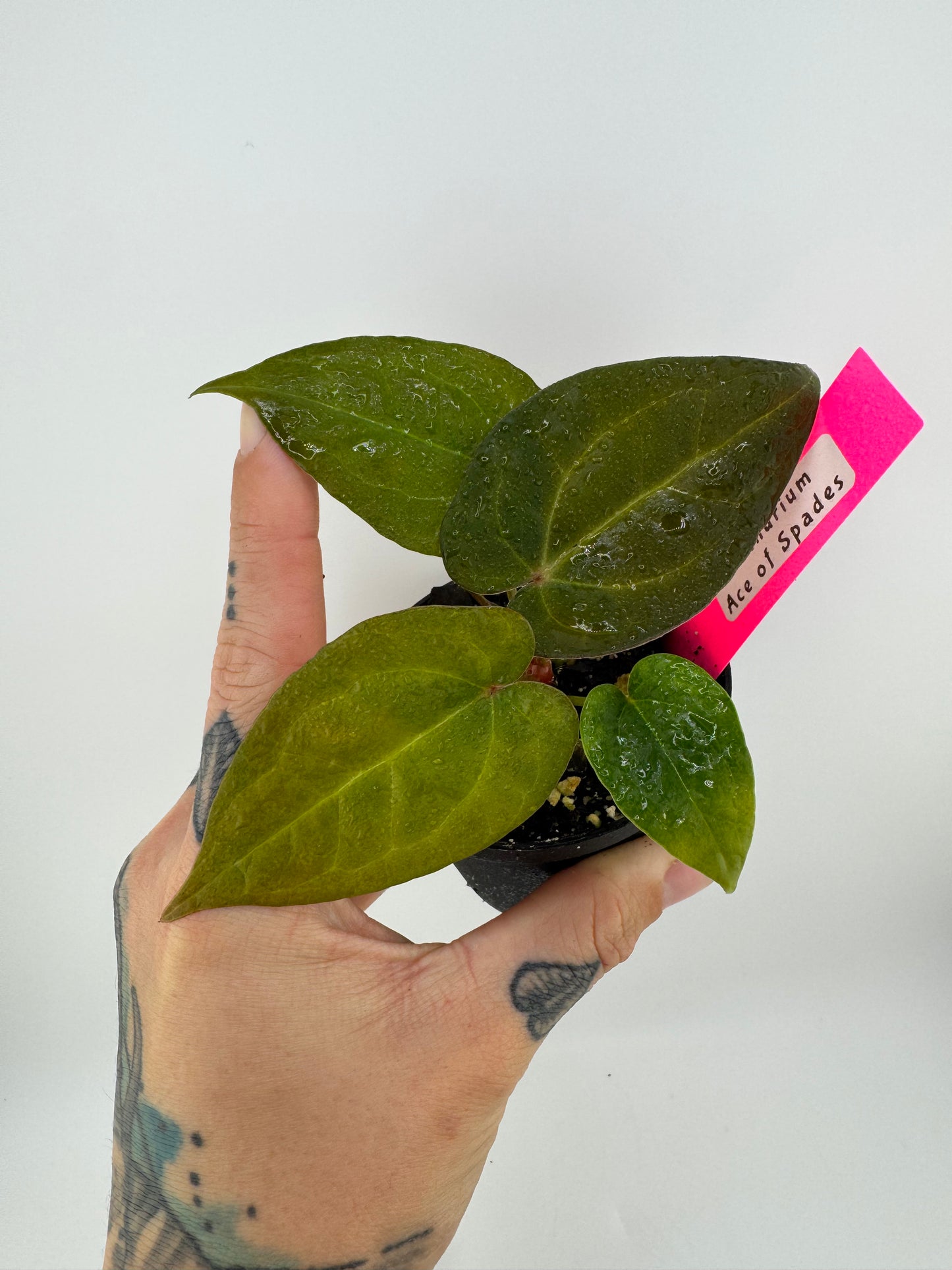 Anthurium Ace Of Spades