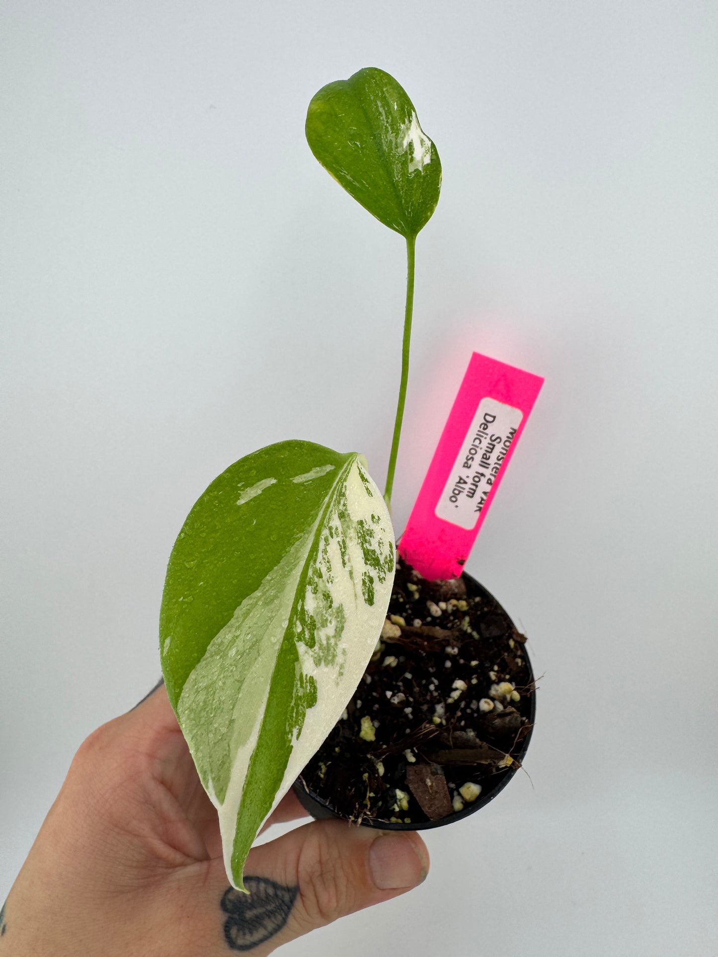 Monstera Deliciosa Variegated Albo (Small Form) #A