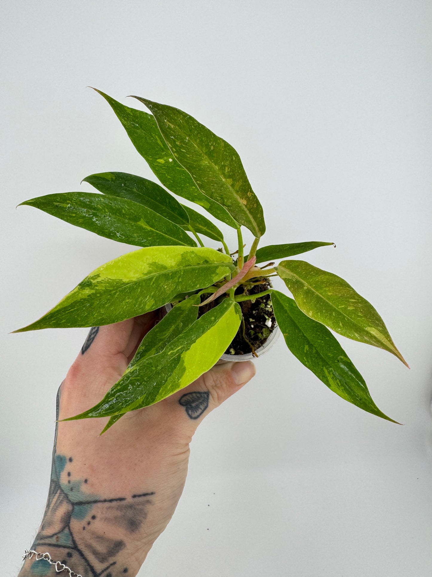 Philodendron variegated Ring of Fire