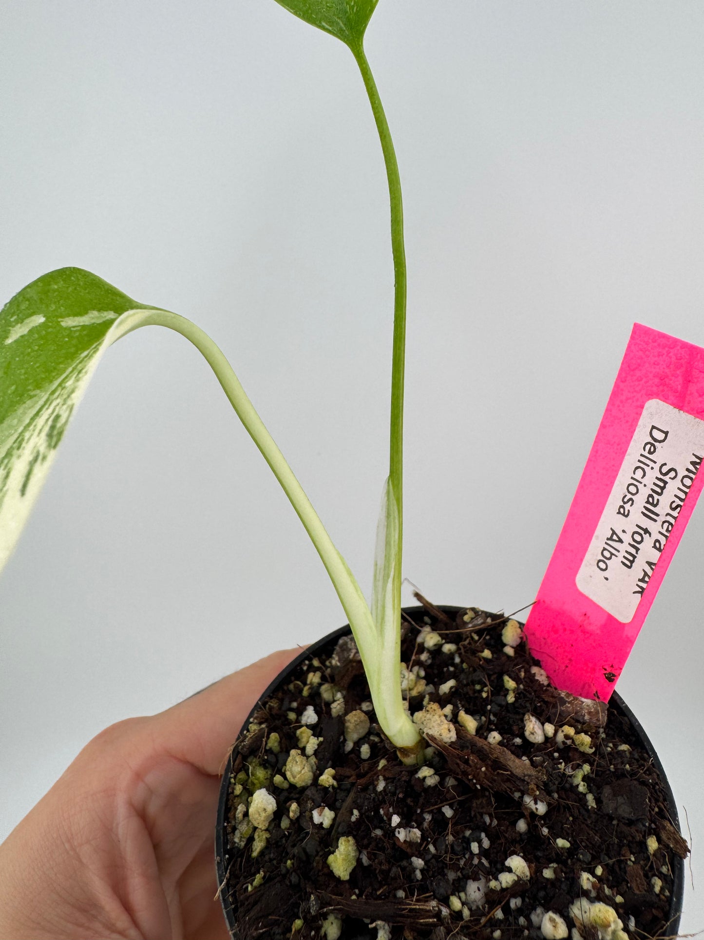 Monstera Deliciosa Variegated Albo (Small Form) #A
