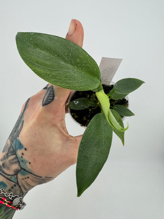 Philodendron Bipennifolium