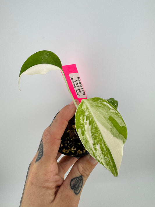 Monstera Deliciosa Variegated Albo (Small Form) #3