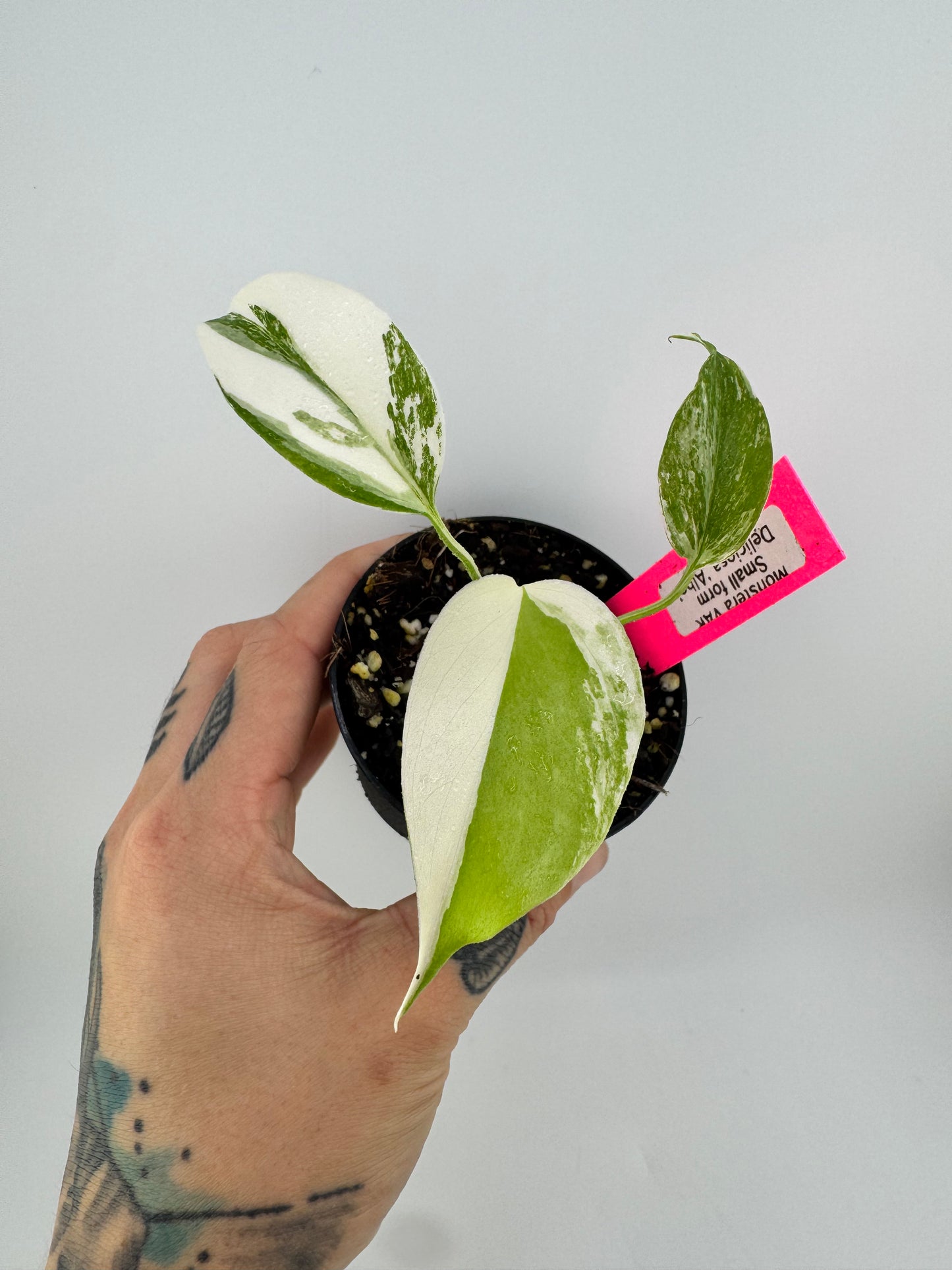 Monstera Deliciosa Variegated Albo (Small Form) #C