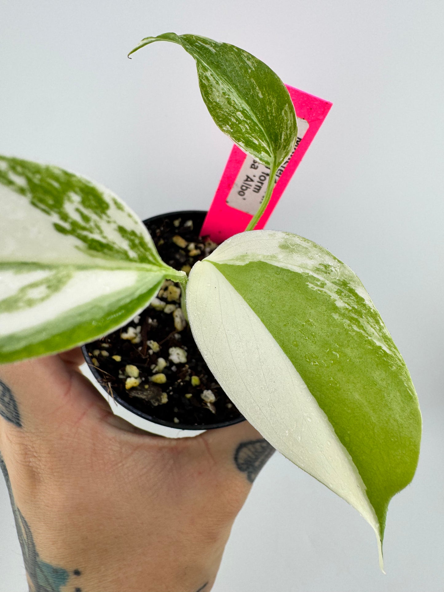 Monstera Deliciosa Variegated Albo (Small Form) #C