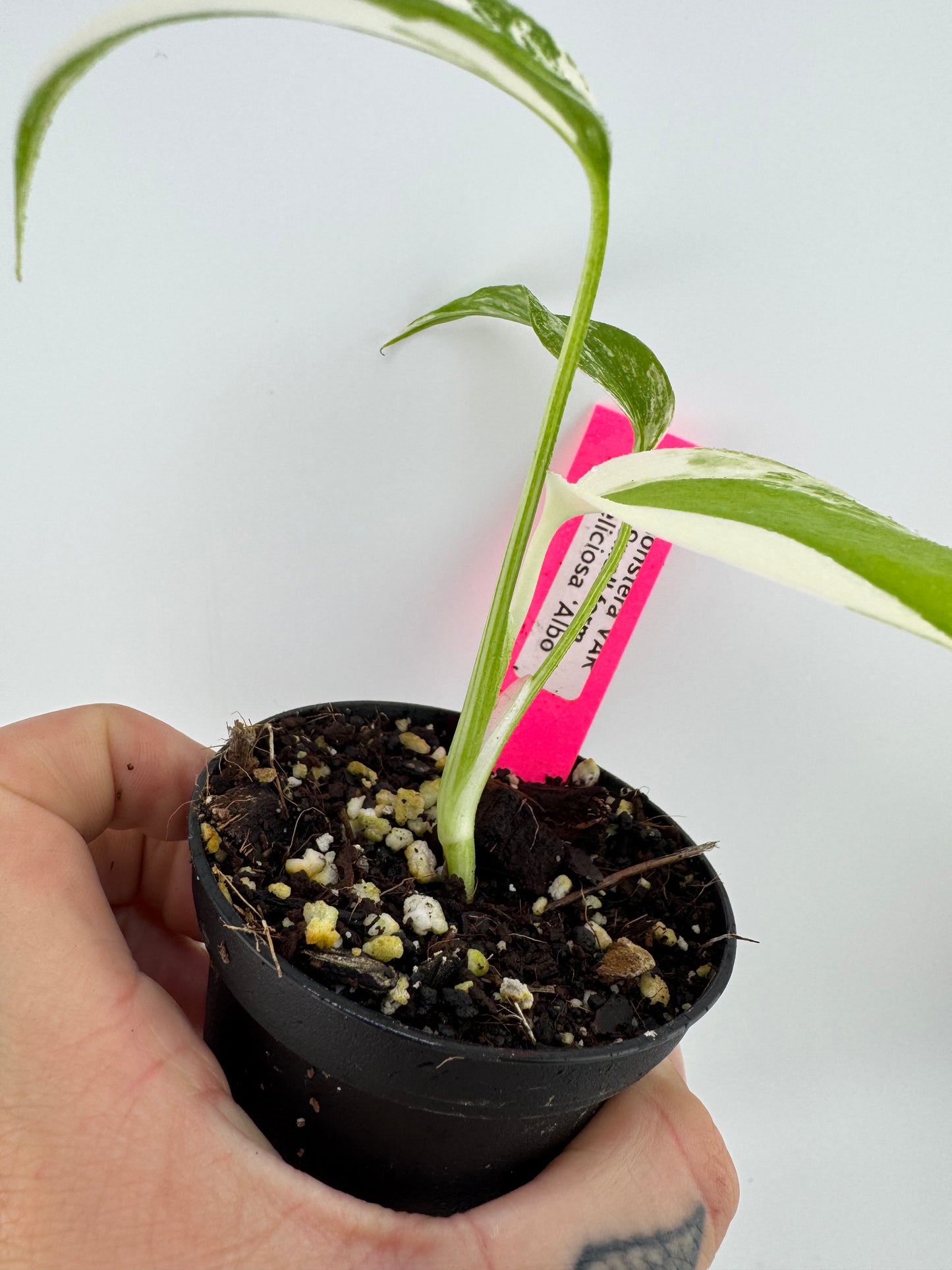 Monstera Deliciosa Variegated Albo (Small Form) #C