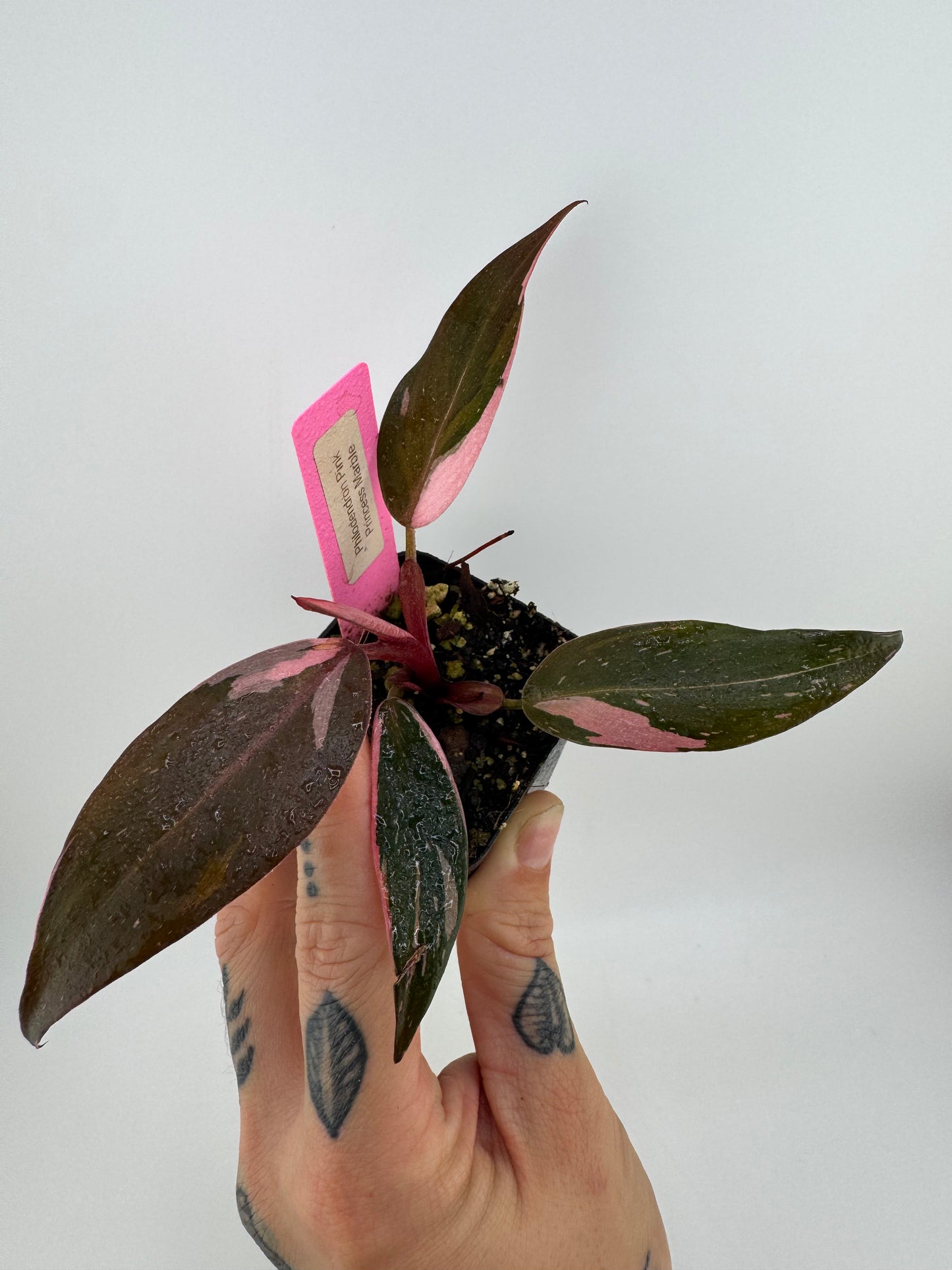 Philodendron Pink Princess Marble