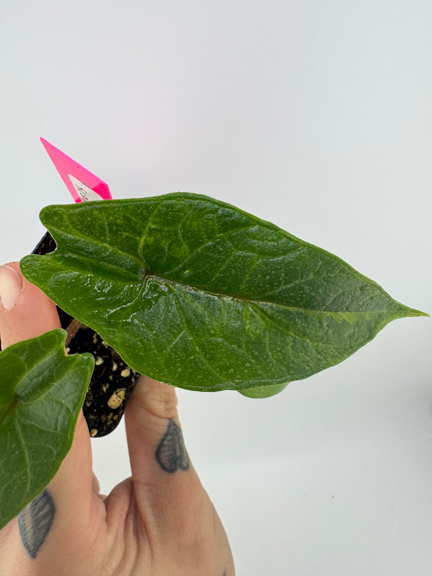 Alocasia Scalprum ‘Aurea’ Variegated #1