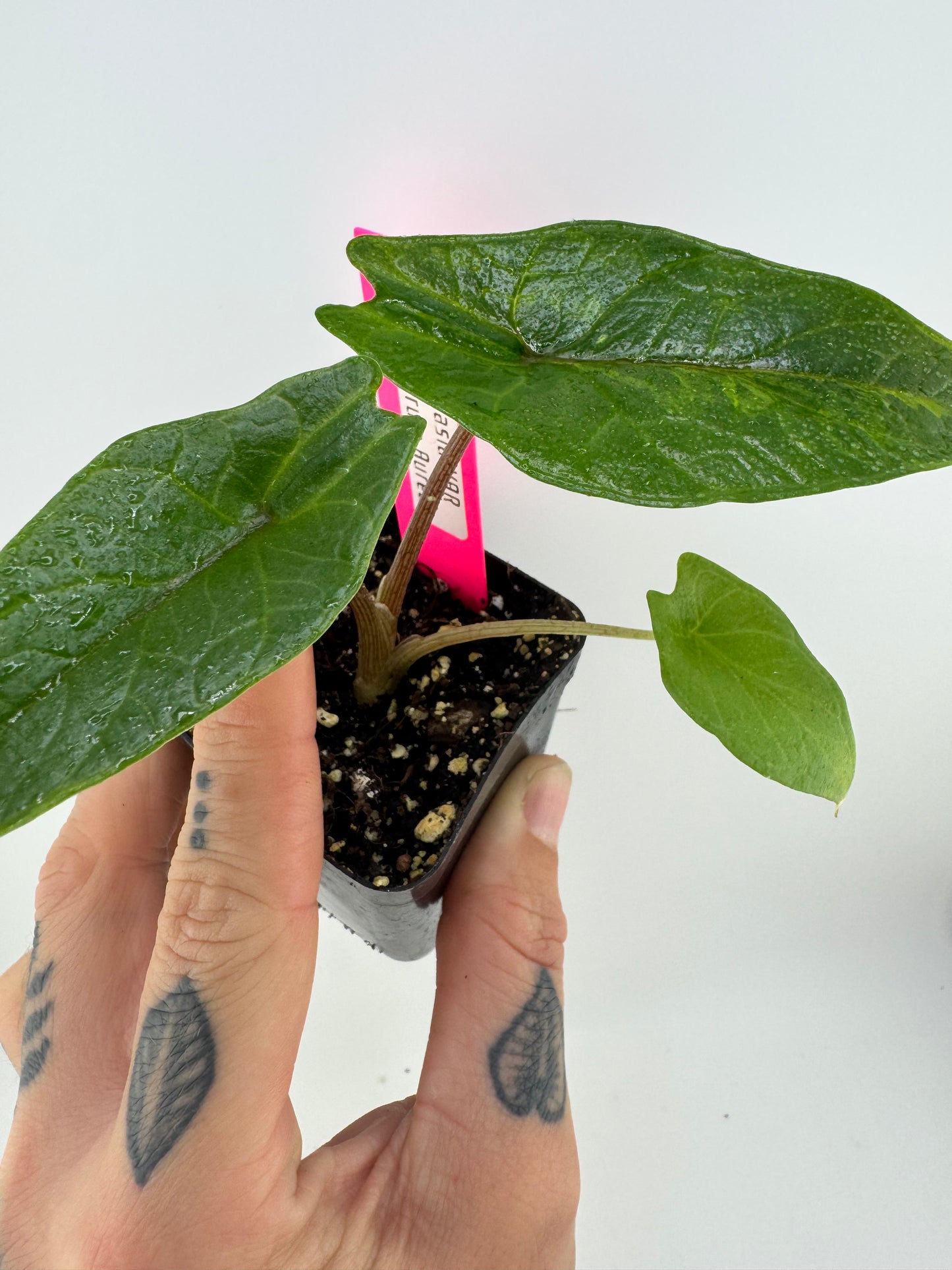 Alocasia Scalprum ‘Aurea’ Variegated #1