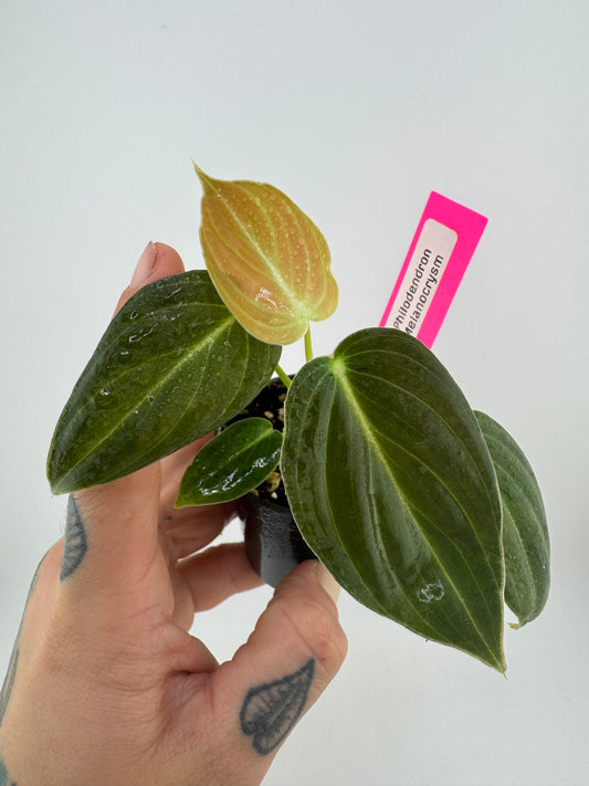 Philodendron Melanocrysum