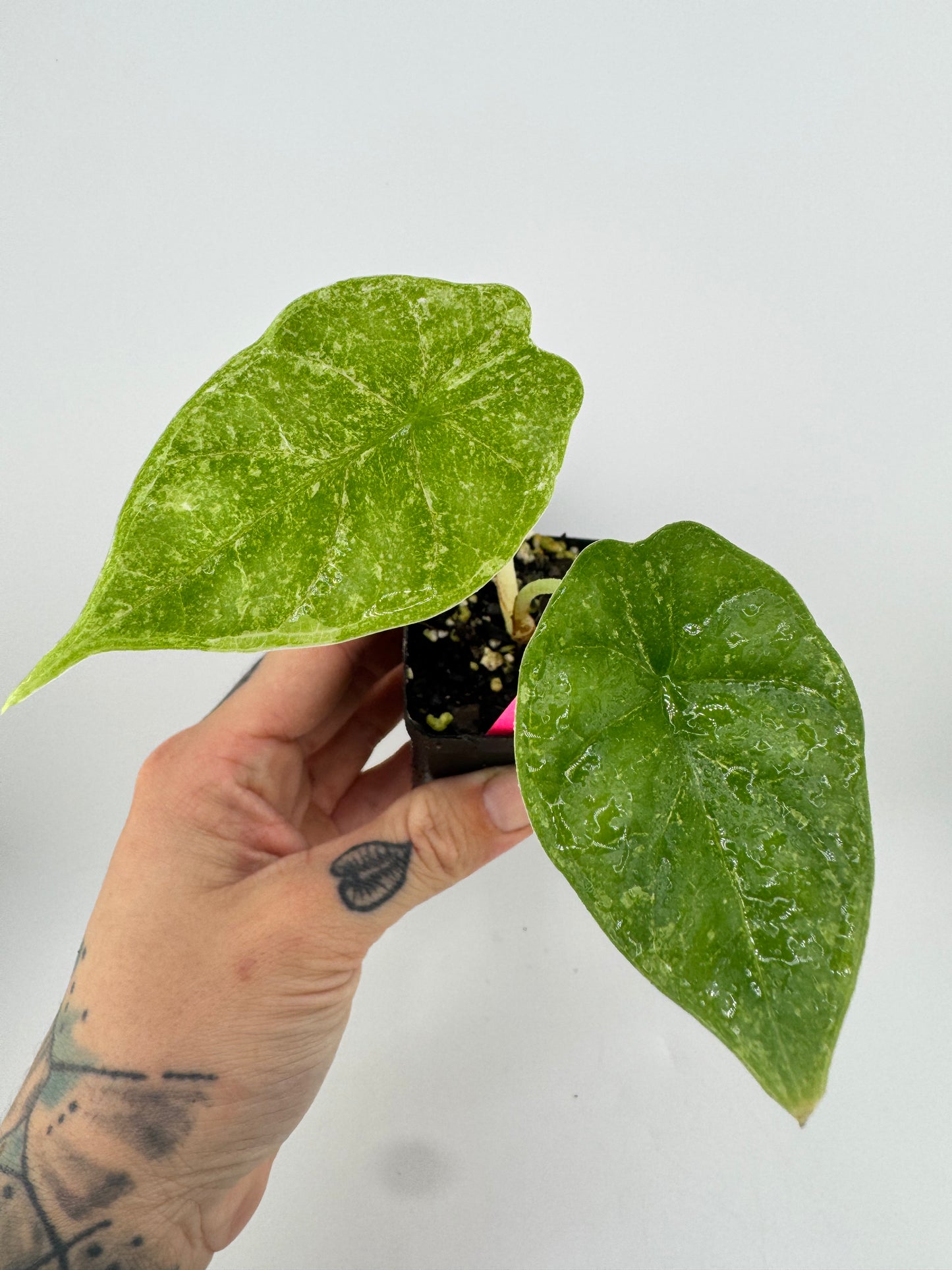 Alocasia Dragon Scale Variegated Albo ‘Galaxy’
