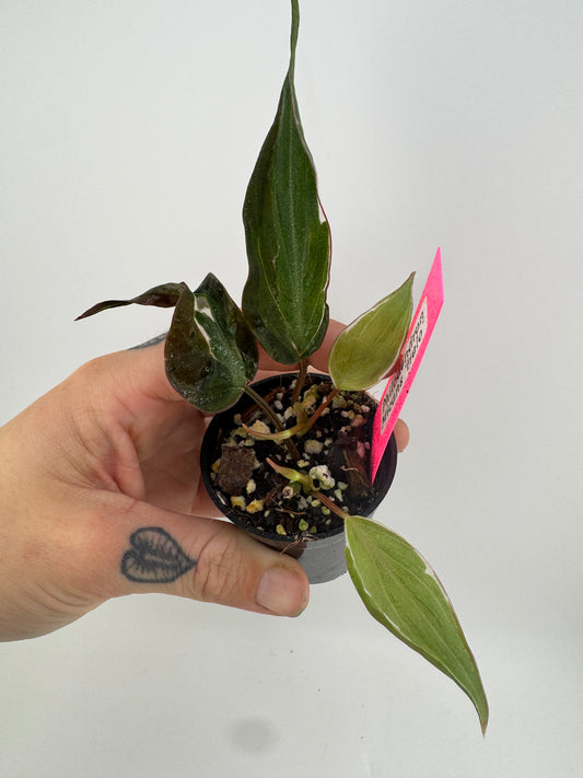 Variegated Philodendron Micans ‘Halo’