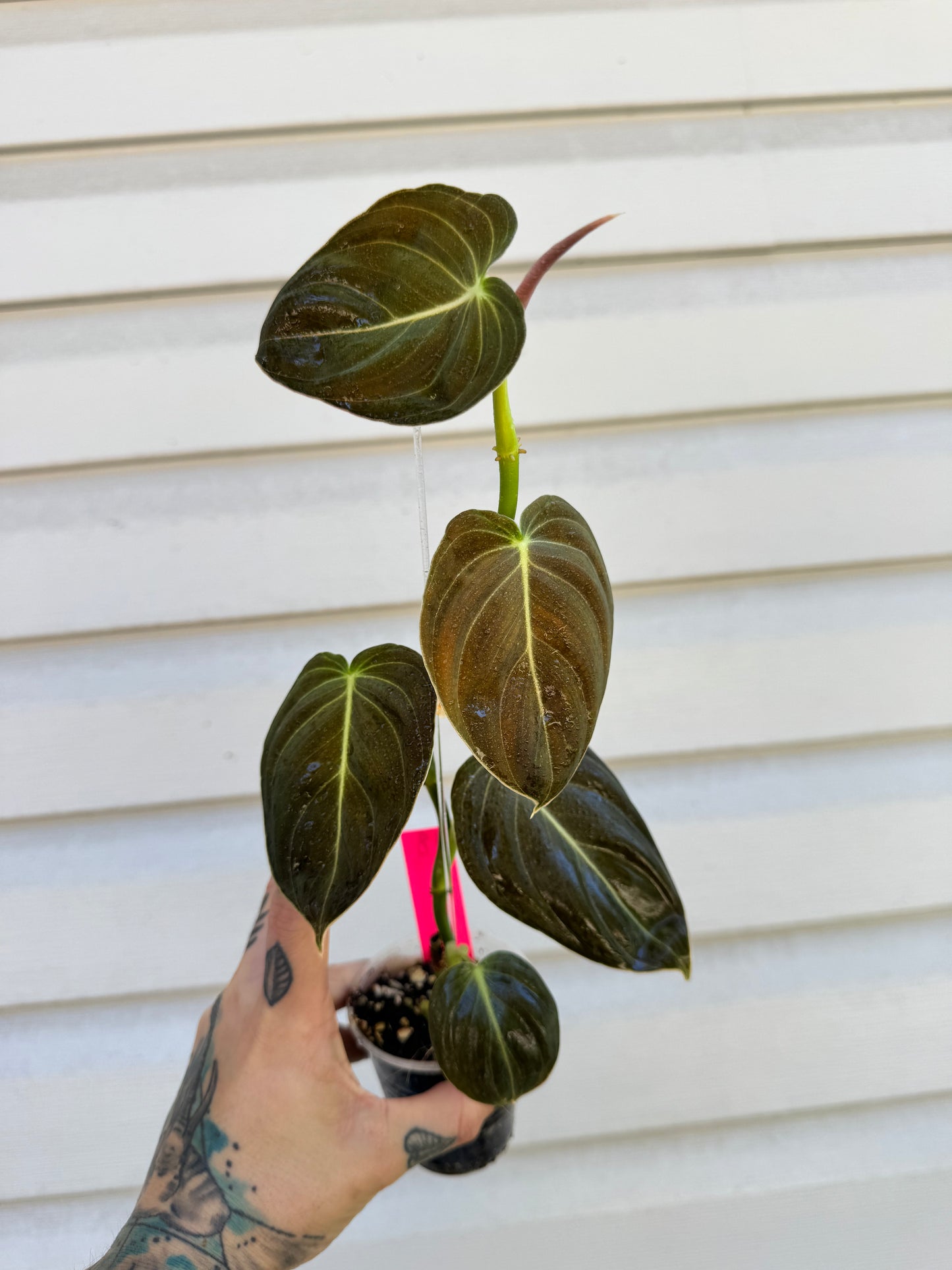 Philodendron Melanocrysum