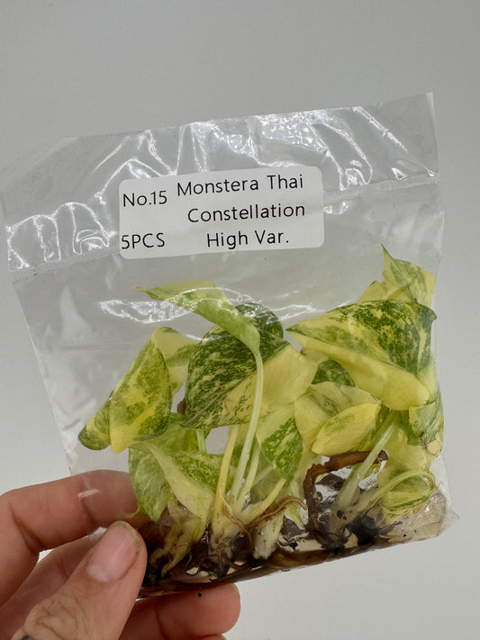 Monstera Thai Constellation HIGH Variegation Tissue Culture Plantlet 5 pack (growers choice)